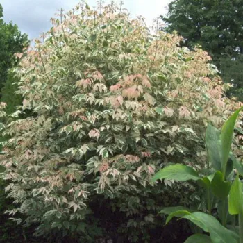 Клен ясенелистный 'Фламинго' (Acer negundo 'Flamingo')