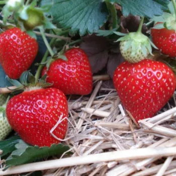 Клубника 'Соната' (Fragaria 'Sonata')