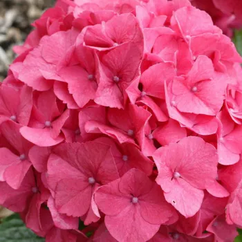 Гортензия крупнолистная MIX (Hydrangea macrophylla MIX)