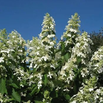 Гортензия метельчатая 'Левана' (Hydrangea 'paniculata Levana')