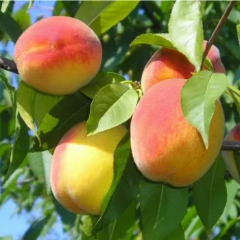 Персик 'Донецкий Желтый' (Prunus persica 'Donets`kyy Zhovtyy')