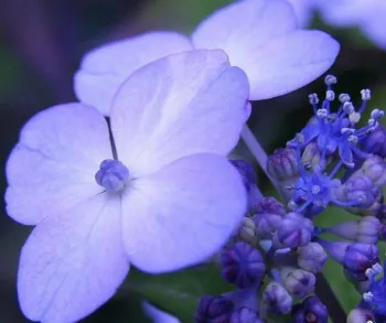 Гортензія пильчата 'Блюберд' (Hydrangea serrata 'Bluebird')