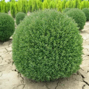 Туя западная 'Тедди' (Thuja occidentalis 'Teddy')