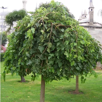 Шелковица чорная 'Плакуча' (Morus nigra 'Pendula')
