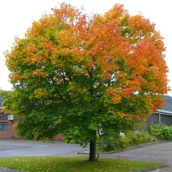 Клен остролистный (Acer platanoides)