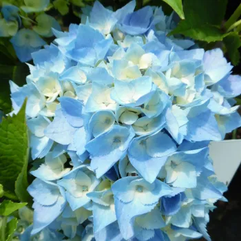 Гортензия крупнолистная 'Минти Айс' (Hydrangea macrophylla 'Minty Ice')