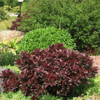 Барбарис тунберга 'Атропурпуреа Нана' (Berberis Thunbergii 'Atropurpurea Nana')