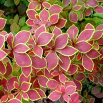 Барбарис тунберга 'Коронита' (Berberis Thunbergii 'Coronita')
