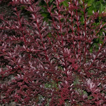 Барбарис тунберга 'Ред Чиф' (Berberis Thunbergii 'Red Chief')
