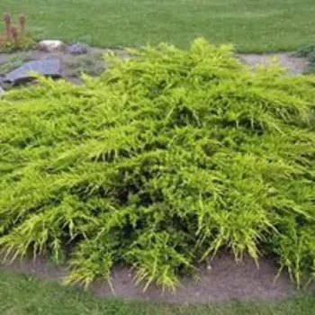 Ялівець середній Пфітцеріана 'Ауреа' (Juniperus x-media Pfitzeriana 'Aurea')