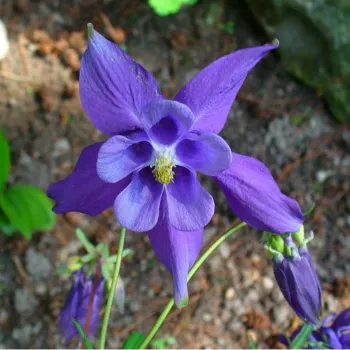 Аквілегія альпійська (Aquilegia alpina)