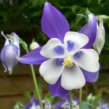 Аквілегія флабелата 'Джевел Блу' (Aquilegia flabellata 'Jewel Blue')