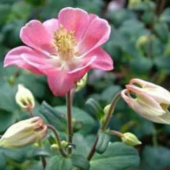 Аквілегія флабелата 'Джевел Пінк' (Aquilegia flabellata 'Jewel Pink')