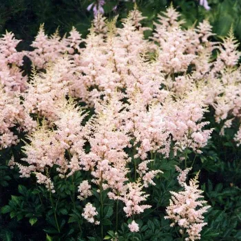 Астильба простолистная 'Спрайт' (Astilbe simplicifolia 'Sprite')