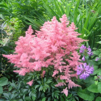 Астильба японская 'Лолита' (Astilbe japonica 'Lolita')