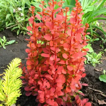 Барбарис тунберга 'Оранж Рокет' (Berberis Thunbergii 'Orange Rocket')