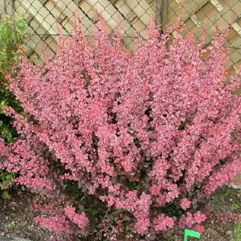 Барбарис тунберга 'Пинк Квин' (Berberis Thunbergii 'Pink Queen')
