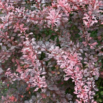 Барбарис тунберга 'Роуз Глоу' (Berberis Thunbergii 'Rose Glow')