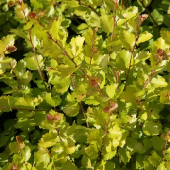 Береза ​​карликова 'Голден Треж' (Betula nana 'Golden Treasure')