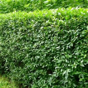 Бирючина звичайна 'Атровіренс' (Ligustrum vulgare 'Atrovirens')