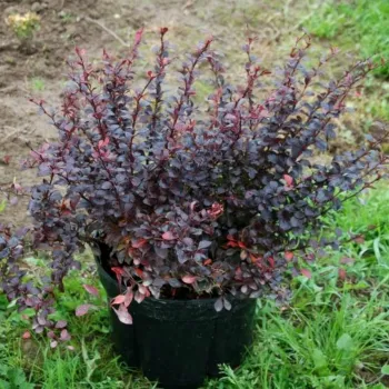 Барбарис тунберга 'Дартс Ред Леди' (Berberis Thunbergii 'Darts Red Lady')