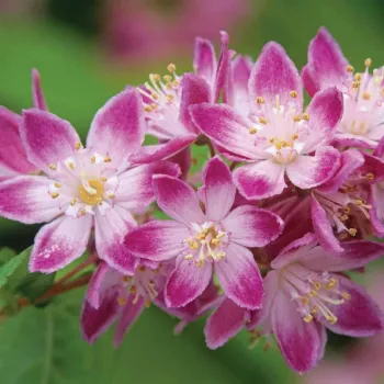 Дейция гібридна 'Пінк Пом-Пом' (Deutzia x hybrida 'Pink Pom-Pom')