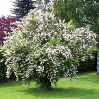 Дейція шорстка (Deutzia scabra)