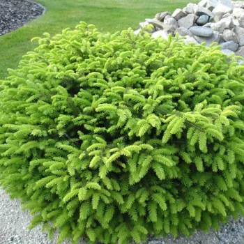 Ялина звичайна 'Нідіформіс' (Picea abies 'Nidiformis')