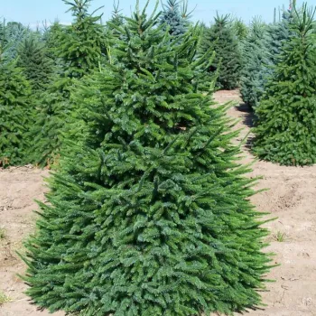 Ялина сербська (Picea omorika (Pančić) Purk.)