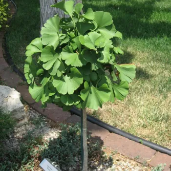 Гингко билоба 'Марикен' (Ginkgо biloba 'Mariken')