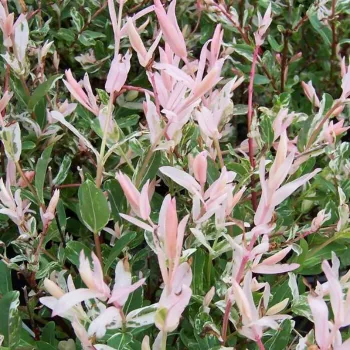 Верба цільнолиста 'Хакуро Нішікі' (Salix integra 'Hakuro-Nishiki')