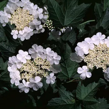 Калина звичайна 'Нанум' (Viburnum opulus 'Nanum')