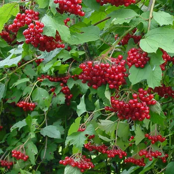 Калина звичайна (Viburnum opulus L.)