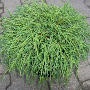 Кипарисовик горохоплодный 'Филифера Нана' (Chamaecyparis pisifera 'Filifera Nana')
