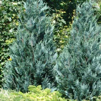 Кипарисовик Лавсона 'Пельтс Блю' (Chamaecyparis lawsoniana 'Pelt's Blue')