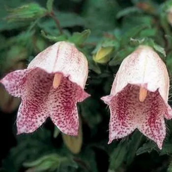 Дзвіночок точковий 'Хот Ліпс' (Campanula punctata 'Hot Lips')