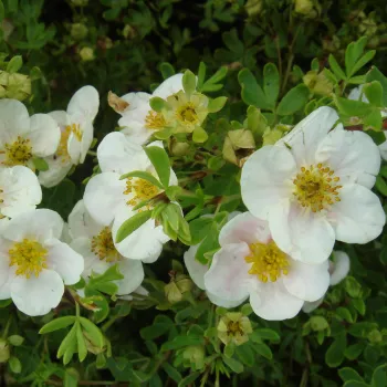 Лапчатка кустарниковая 'Тилфорд Крем' (белый) (Potentilla fruticosa 'Tilford Cream')