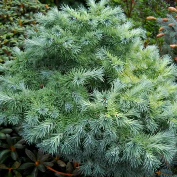 Лиственница японская 'Блу Бол' (Larix kaempferi 'Blue Ball')