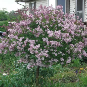 Бузок Мейера 'Палібін' (Syringa meyeri 'Palibin')