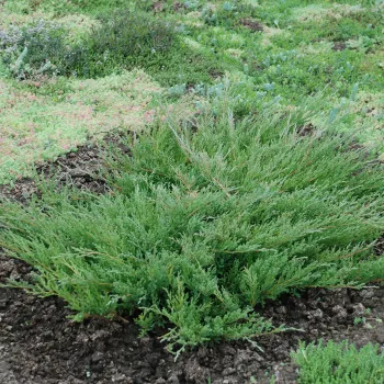 Ялівець горизонтальний 'Андора Компакт' (Juniperus horisontalis 'Andorra Compact')