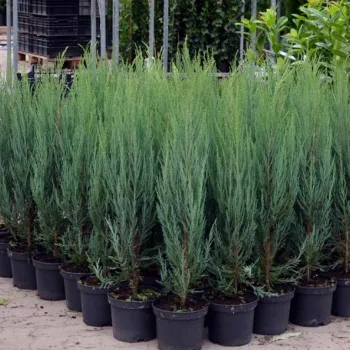 Ялівець скельний 'Блу Ерроу' (Juniperus scopulorum 'Blue Arrow')
