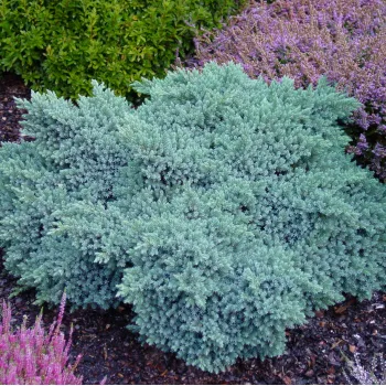 Ялівець лускатий 'Блу Стар' (Juniperus squamata 'Blue Star')
