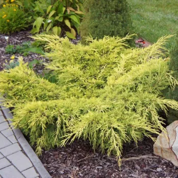 Ялівець середній / пфіцеріана 'Олд Голд' (Juniperus pfizeriana 'Old Gold')
