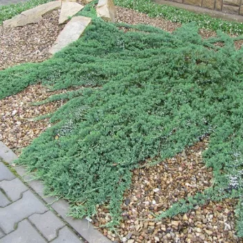 Ялівець горизонтальний 'Вілтон' (Juniperus horisontalis 'Wiltonii')