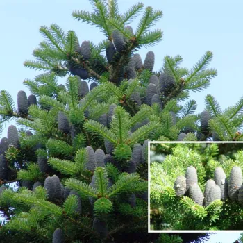 Пихта корейская (Abies koreana E. H. Wilson)