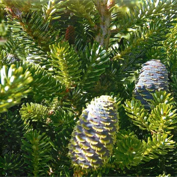 Пихта одноцветная (Abies concolor Lindl.)