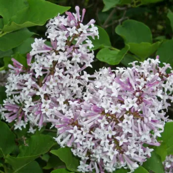 Бузок розлогий 'Міс Кім' (Syringa patula 'Miss Kim')