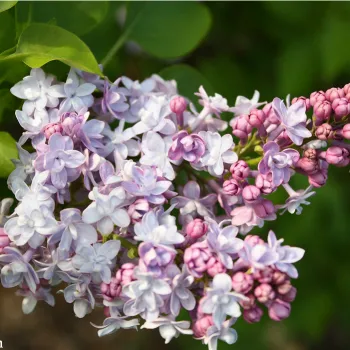 Бузок звичайний 'Мішель Бюхнер' (Syringa vulgaris 'Michel Buchner')