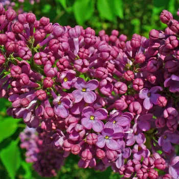 Бузок звичайний 'Rhum von Horstenstein' (Syringa vulgaris 'Rhum von Horstenstein')