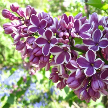 Бузок звичайний (штамб) (Syringa vulgaris L.)